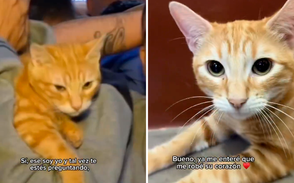 Sony, el ‘gatito reo’, se roba los corazones en redes.