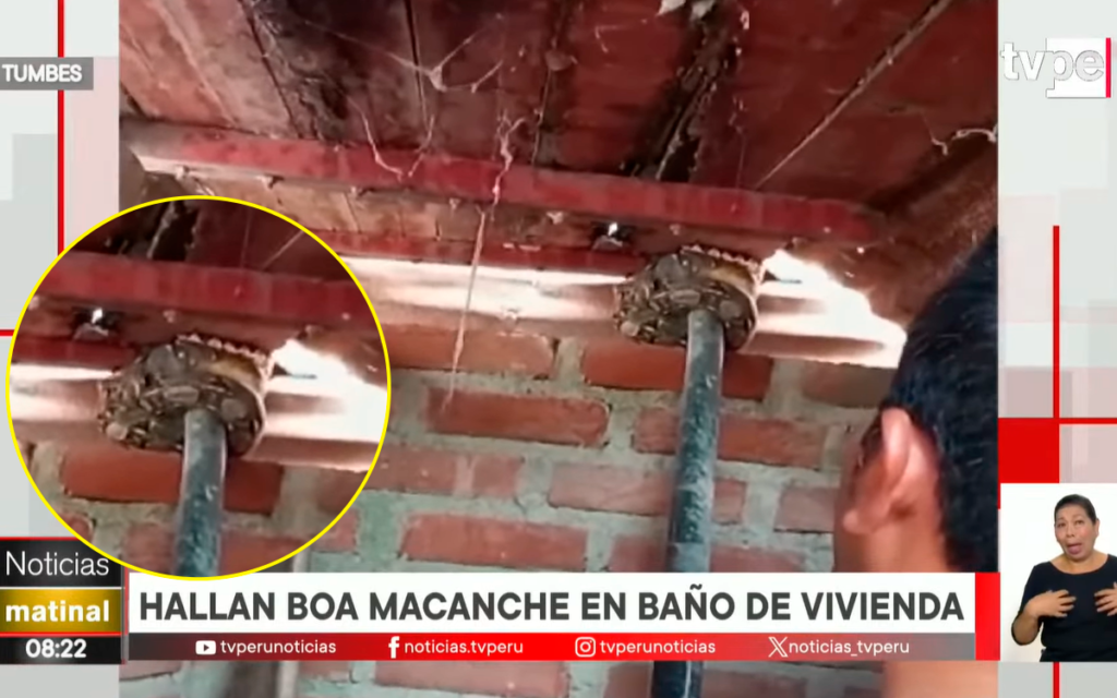 Tumbes: hallan serpiente en baño de una vivienda.